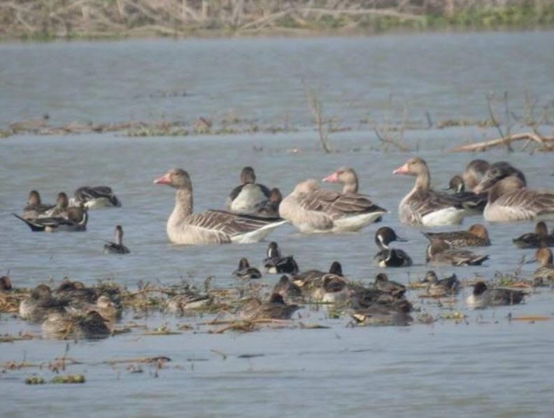 Saman Bird Sanctuary